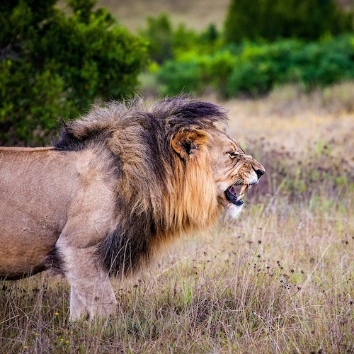 Safari MUFASA (Masai Mara, Nakuru, Amboseli, Tsavo Est/Ovest, Taita Hills)