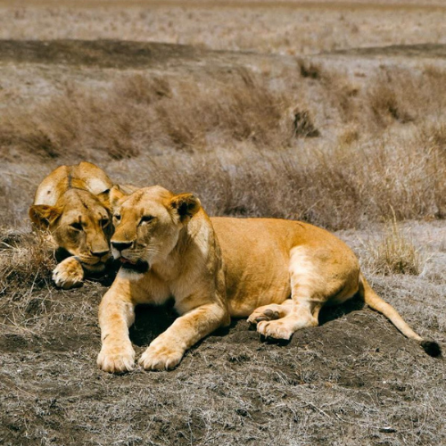 Safari RAFIKI (Tsavo Est/Ovest, Taita Hills, Amboseli)