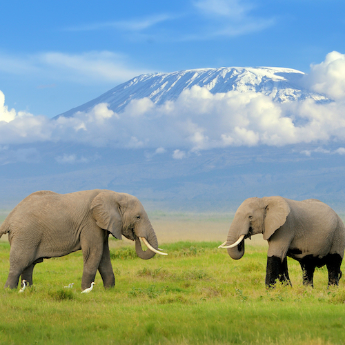 Safari INSIDE (Tsavo East, Amboseli)