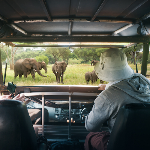 Safari SIMBA & TIMON (Tsavo Est, Tsavo Ovest, Amboseli)