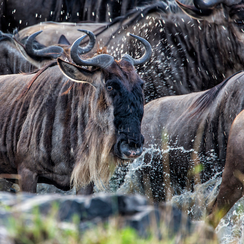 Safari ZAZU (Masai Mara)